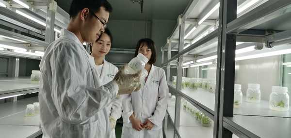 民族醫藥學院學生在實驗室進行植物組織培養觀察。