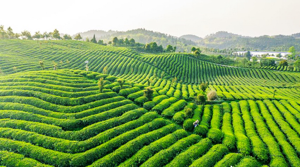貴州開陽：春茶吐新芽 茶農採茶忙