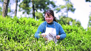 春和景明時 茶農採茶忙