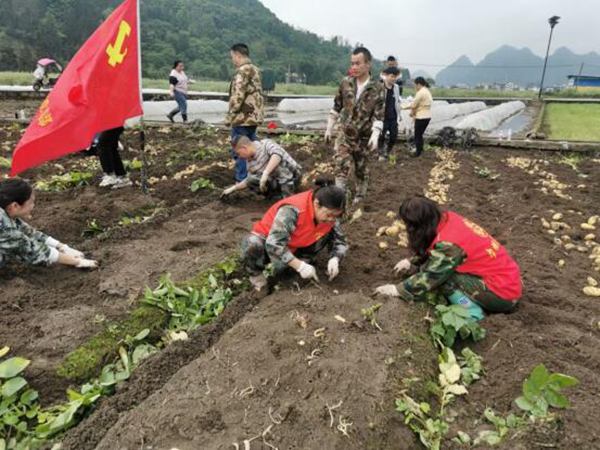 助農搶收馬鈴薯，干部當好“服務員”。