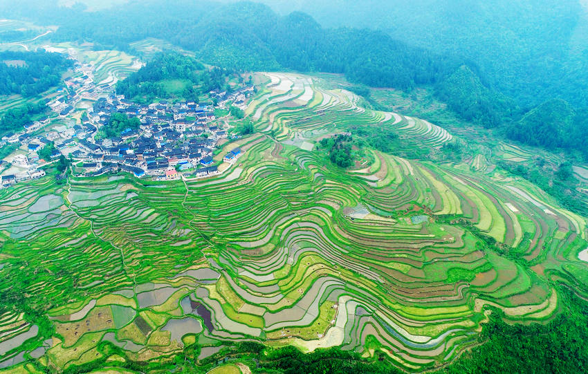 5月5日拍攝的貴州省丹寨縣龍泉鎮高要村梯田景觀（無人機照片）。