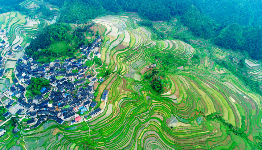 5月5日拍攝的貴州省丹寨縣龍泉鎮高要村梯田景觀（無人機照片）。
