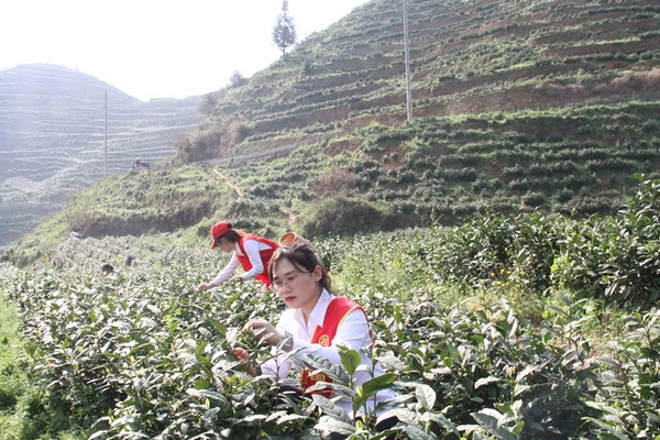 工行貴州安順分行的青年志願者當起採茶工。