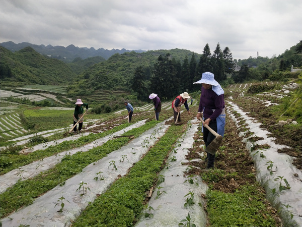 林口鎮群眾在產業基地務工