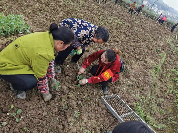 3��3���������ׯ�����Ƽ�����Ա��չ��������ֲ��������