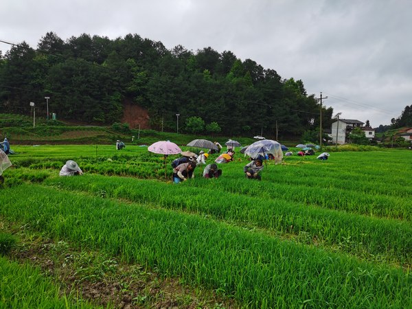 寨壩鎮丁山壩區水稻種植生產基地。