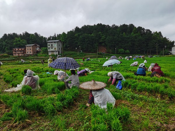 寨壩鎮丁山壩區水稻種植生產基地。