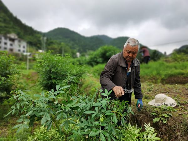 村民修建花椒樹枝條。