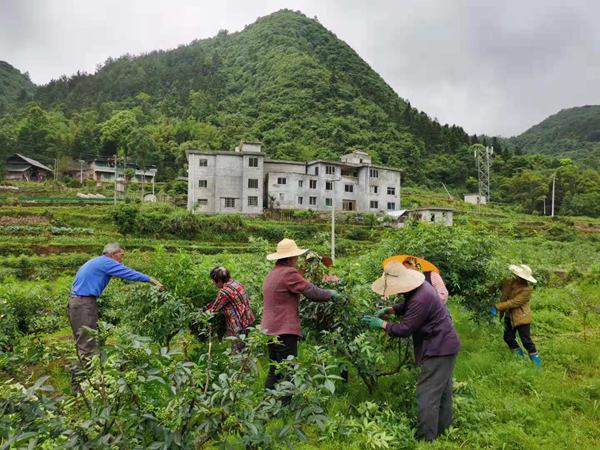 村民修建花椒樹枝條。