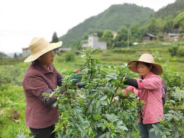 村民修建花椒樹枝條。