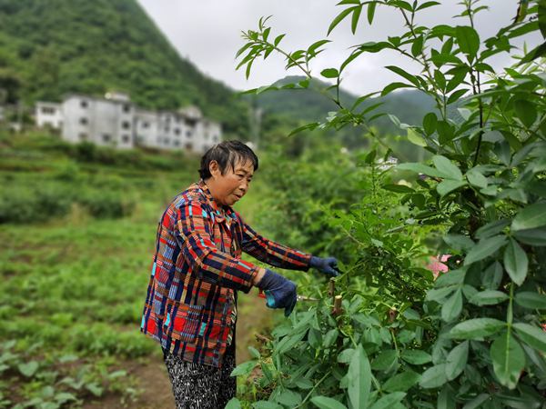 村民修建花椒樹枝條。