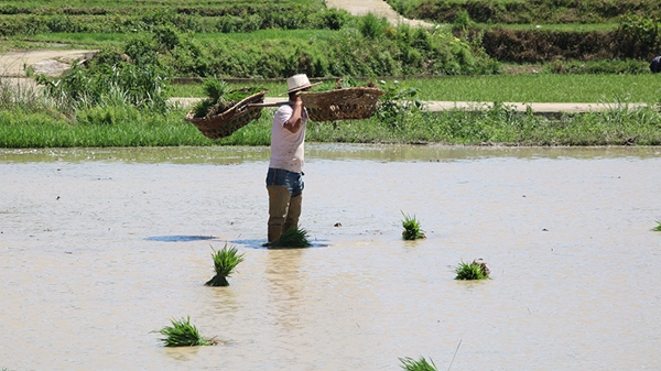 村民挑運秧苗。