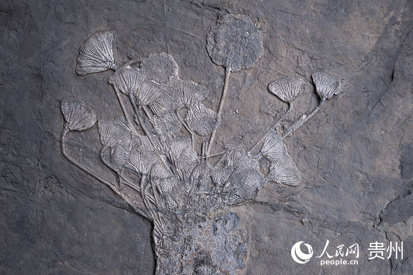貴州省地質博物館臨時化石修復中心修復的海百合化石。人民網 涂敏攝