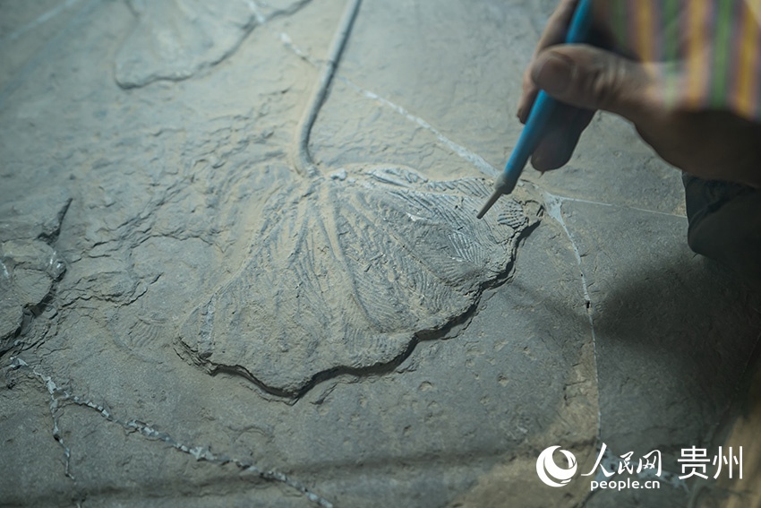 化石修復工正在修復海百合化石。人民網 涂敏攝