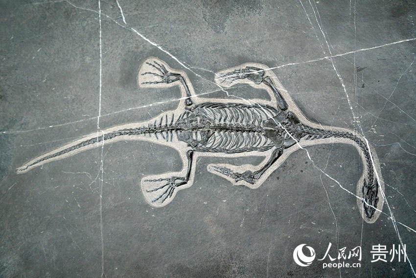 貴州省地質博物館臨時化石修復中心修復的胡氏貴州龍化石。人民網 涂敏攝