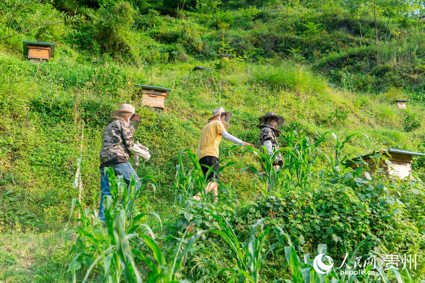 袁小梅和父親、侄子一起上山查看蜂箱狀況。人民網 涂敏攝