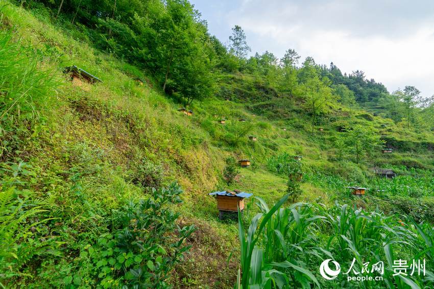 袁小梅家后山上散落的蜂箱。人民網 涂敏攝