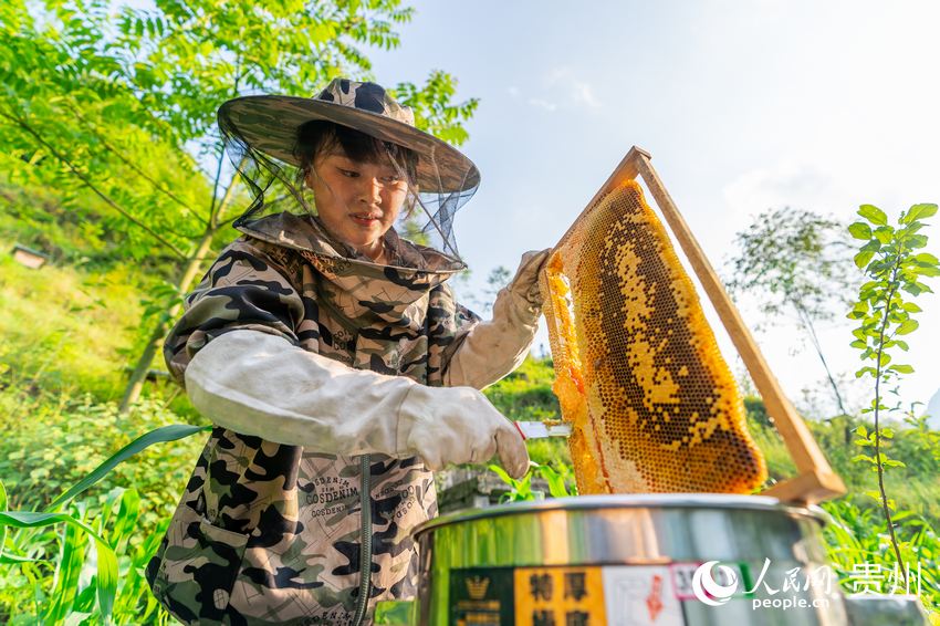 袁小梅正在收割蜂蜜。人民網 涂敏攝