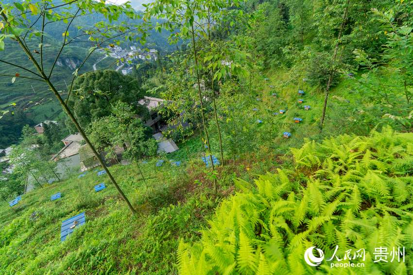 袁小梅家后山上散落的蜂箱。人民網 涂敏攝