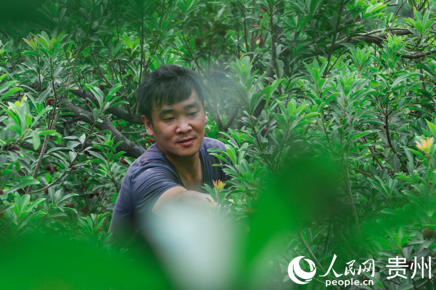 村民劉雄正在自家的楊梅林裡採摘楊梅。人民網 陽茜攝