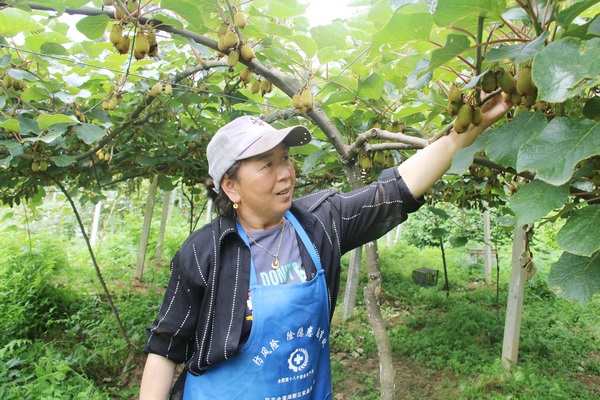 金海湖新区(毕节高新区):发展猕猴桃产业 助力乡村振兴