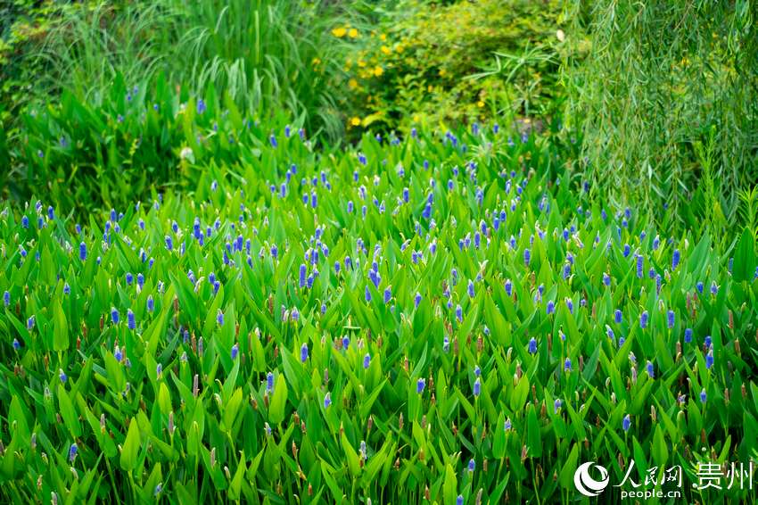 青山再生水廠地面活水景觀公園內盛開的梭魚草。人民網 涂敏攝
