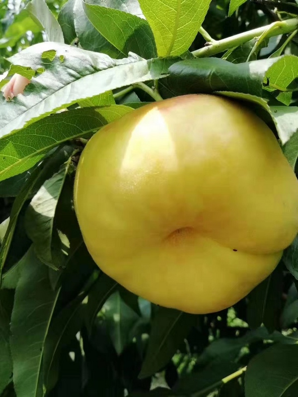 黃桃果實。