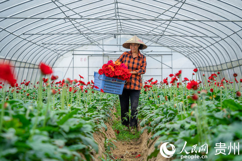 黔西市洪水鎮長堰社區花卉種植基地內，村民正在採收盛開的菊花。人民網 涂敏攝
