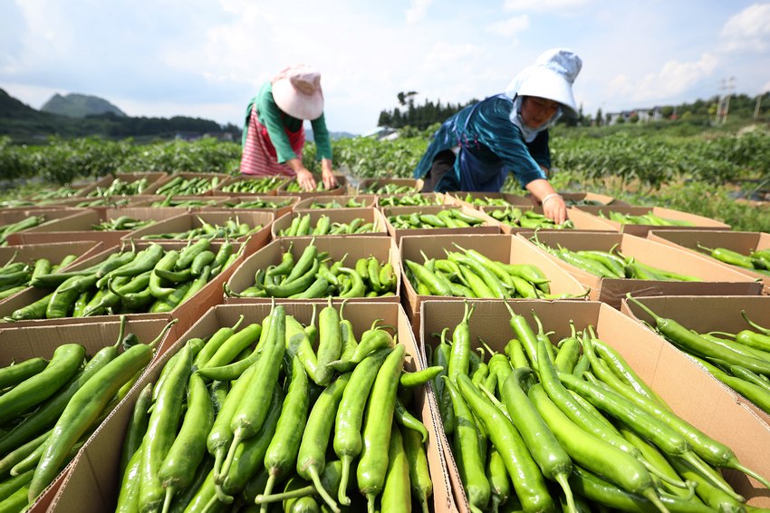 7月6日，村民在貴州省丹寨縣金泉街道中華村辣椒種植基地分裝辣椒。