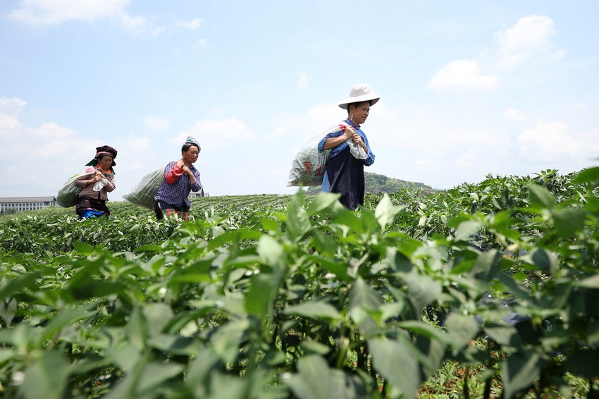 7月6日，在貴州省丹寨縣金泉街道辣椒種植基地，村民在搬運採摘好的辣椒。