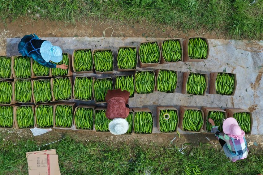7月6日，在貴州省丹寨縣金泉街道辣椒種植基地，村民在分裝辣椒。