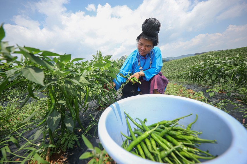 7月6日，在貴州省丹寨縣金泉街道辣椒種植基地，村民在採摘辣椒。 