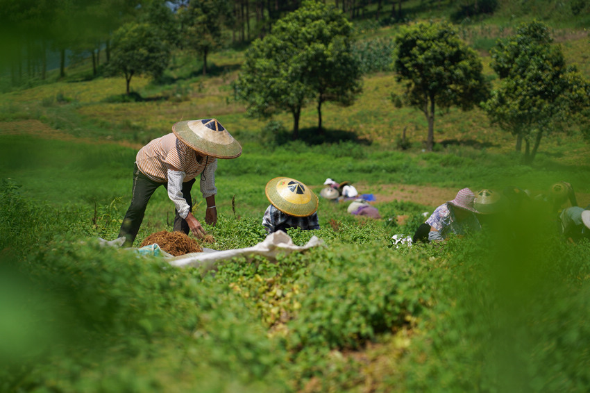 7月7日，村民在貴州省丹寨縣興仁鎮興仁村中藥材種植基地採收太子參。
