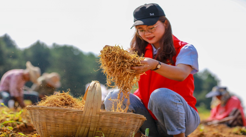 青年志願者在貴州省黔西市金碧鎮土橋村中藥材基地幫助農民採收太子參。