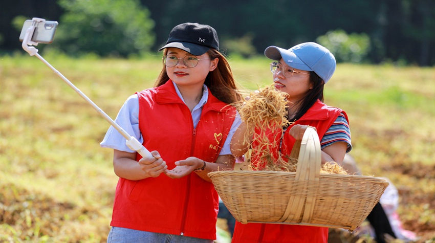 青年志願者在貴州省黔西市金碧鎮土橋村中藥材基地幫助農民手機直播網上銷售太子參。