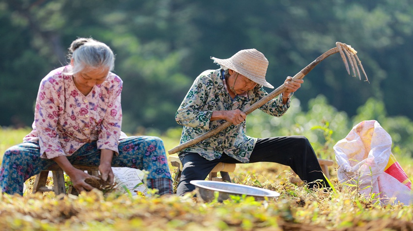 農民在貴州省黔西市金碧鎮土橋村中藥材基地採收太子參。