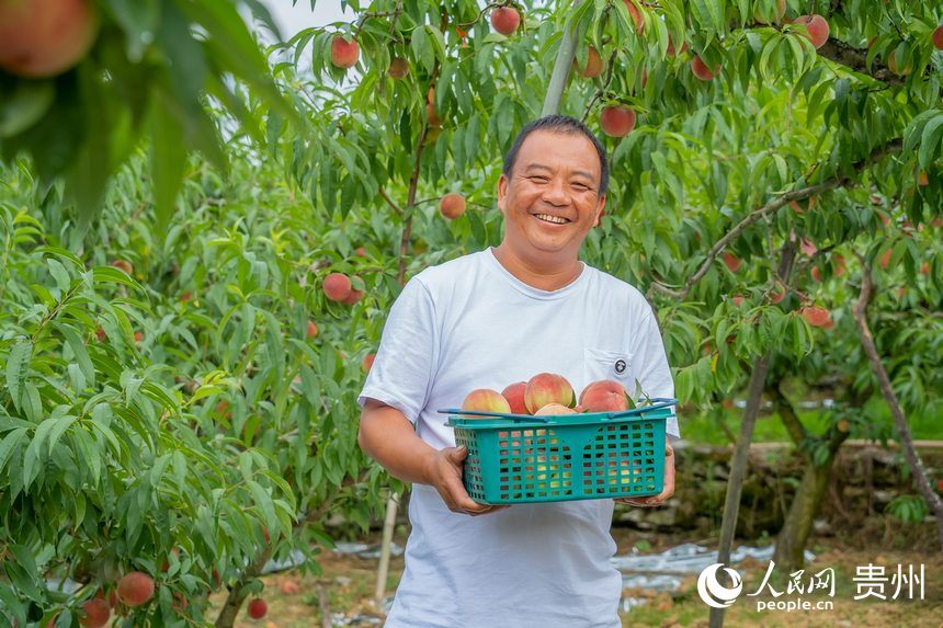 永樂村村民余慶海展示剛剛採摘的艷紅桃。人民網 涂敏攝