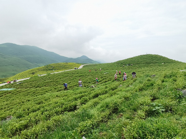 滿山盡綠。周濟攝