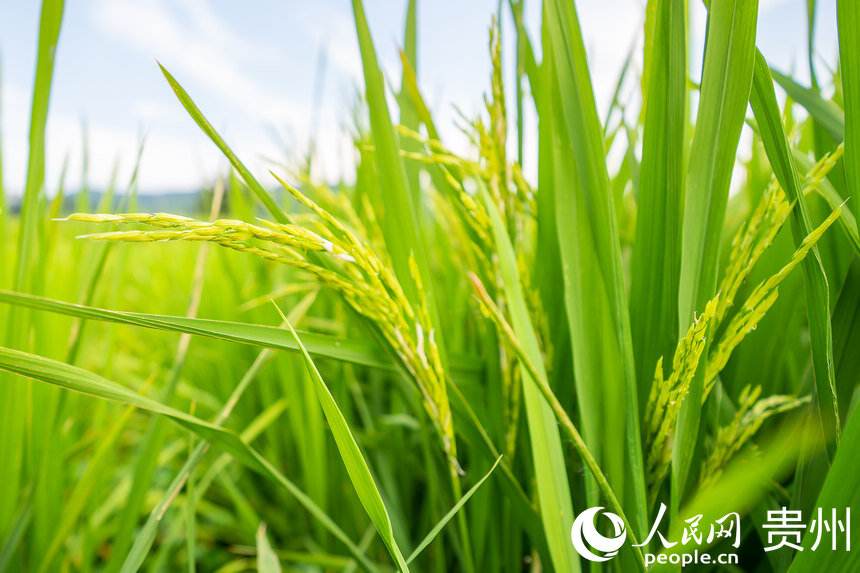 景觀稻田內長勢旺盛的水稻。人民網 涂敏攝