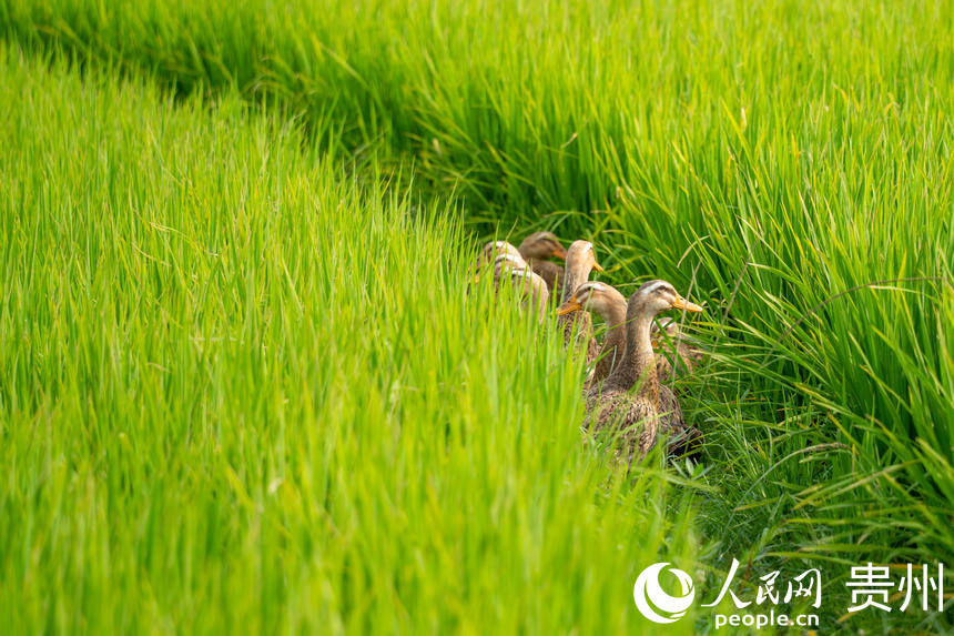 一群鴨子在稻田內覓食。人民網 涂敏攝