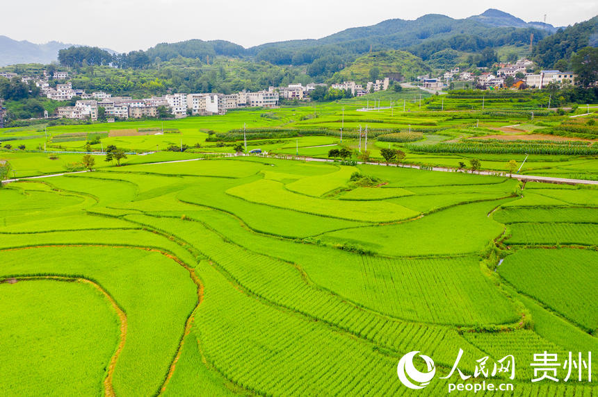 綠色的稻田與村寨組成一幅田園山水畫。人民網 涂敏攝