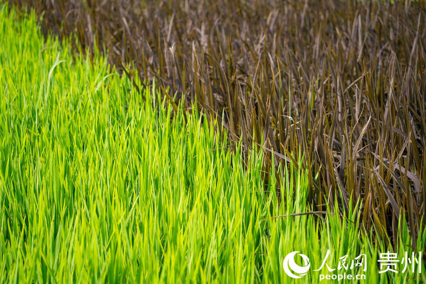 景觀稻田內長勢旺盛的水稻與紫米稻。人民網 涂敏攝