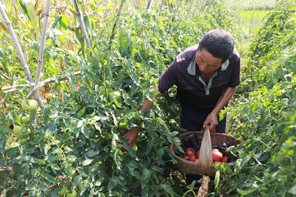 村民楊豐友也在自家地裡採摘成熟的西紅柿。觀山湖區融媒體中心供圖