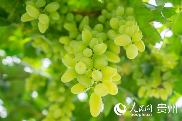 開陽縣禾豐鄉馬壩鮮食葡萄採摘觀光園內即將成熟的葡萄。人民網 涂敏攝 