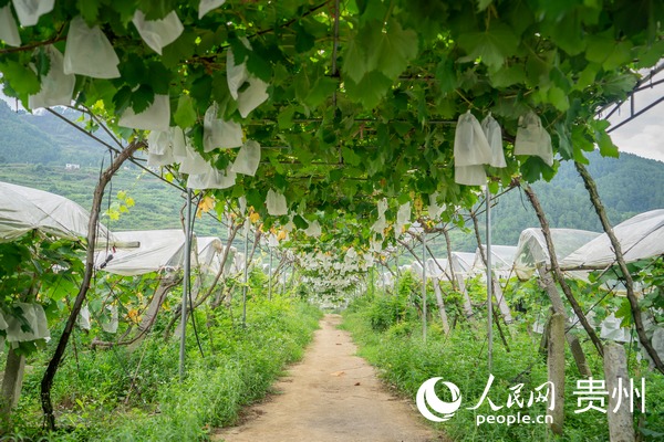 開陽縣禾豐鄉馬壩鮮食葡萄採摘觀光園內即將成熟的葡萄。人民網 涂敏攝