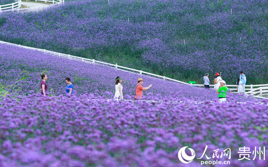 來自四面八方的游客在紫色的花海中拍照打卡。人民網 陽茜攝