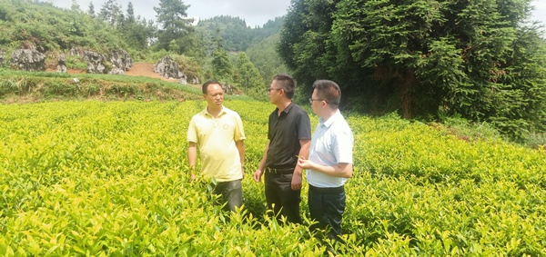 镇党委副书记、镇长张珍权调研黄金叶茶业基地 。土地坳镇供图