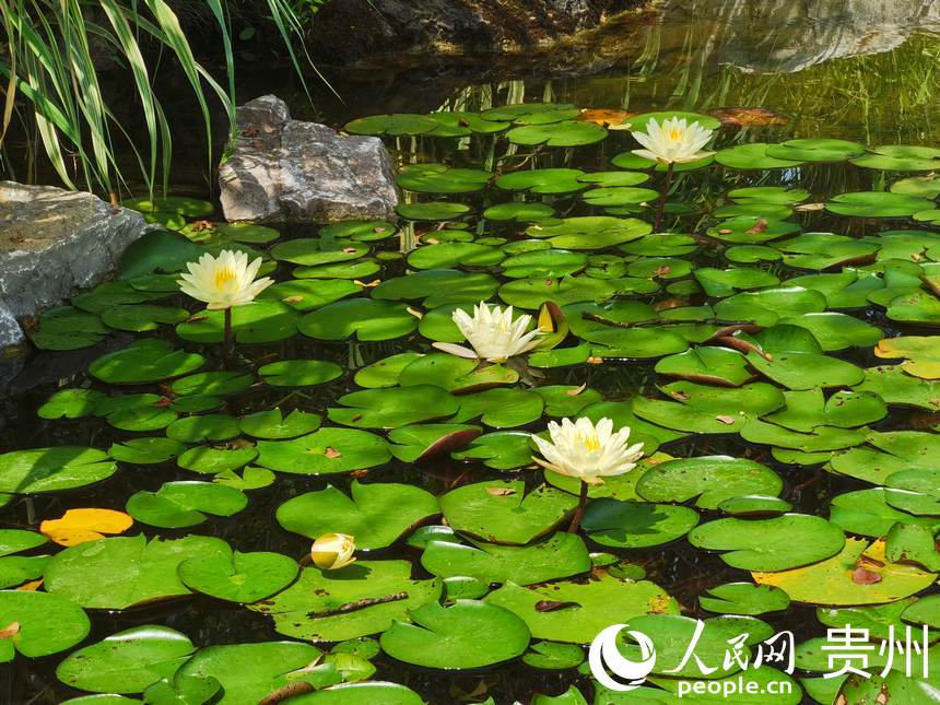 貴陽泉湖公園內蓮花朵朵綻放。人民網 陳晶晶攝