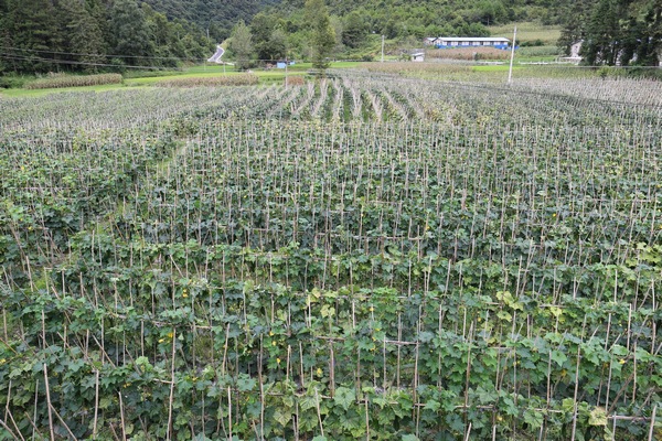 甲良鎮益覺村村冬瓜種植基地。