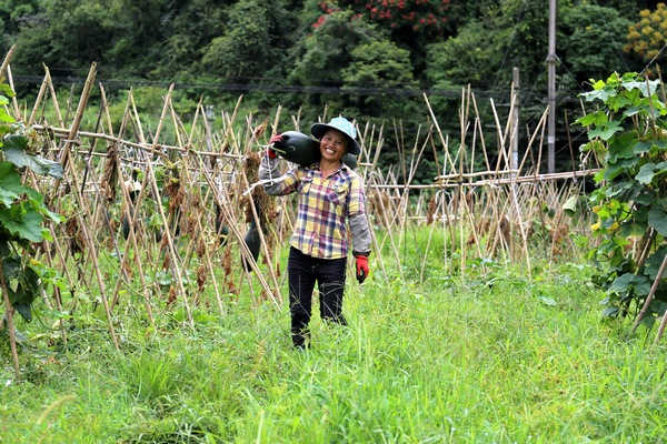 甲良鎮益覺村村民柏燕秋歡喜地搬運冬瓜。